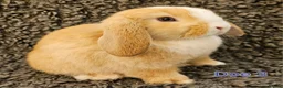 Mini Lop rabbits for sale: READY TO COLLECT from the 20th March 2026 - Advert 5