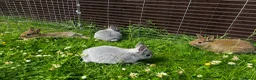 Netherland Dwarf rabbits for sale: FOUR BABY NETHERLAND DWARFS FOR SALE - Advert 1