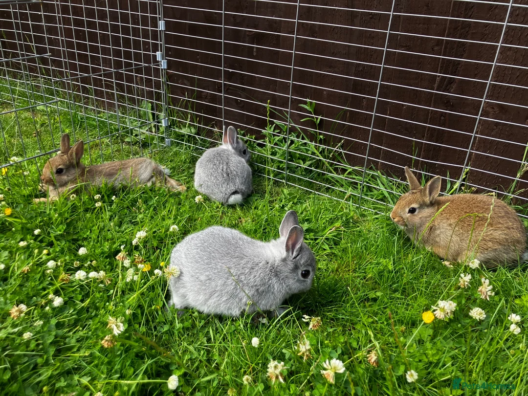Netherland Dwarf rabbits for sale: FOUR BABY NETHERLAND DWARFS FOR SALE - Advert 1