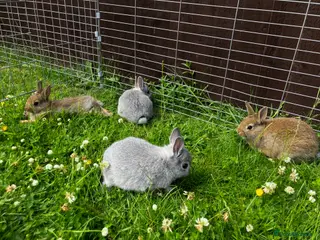 Netherland Dwarf rabbits LAST TWO NETHERLAND DWARFS FOR SALE - Advert 9
