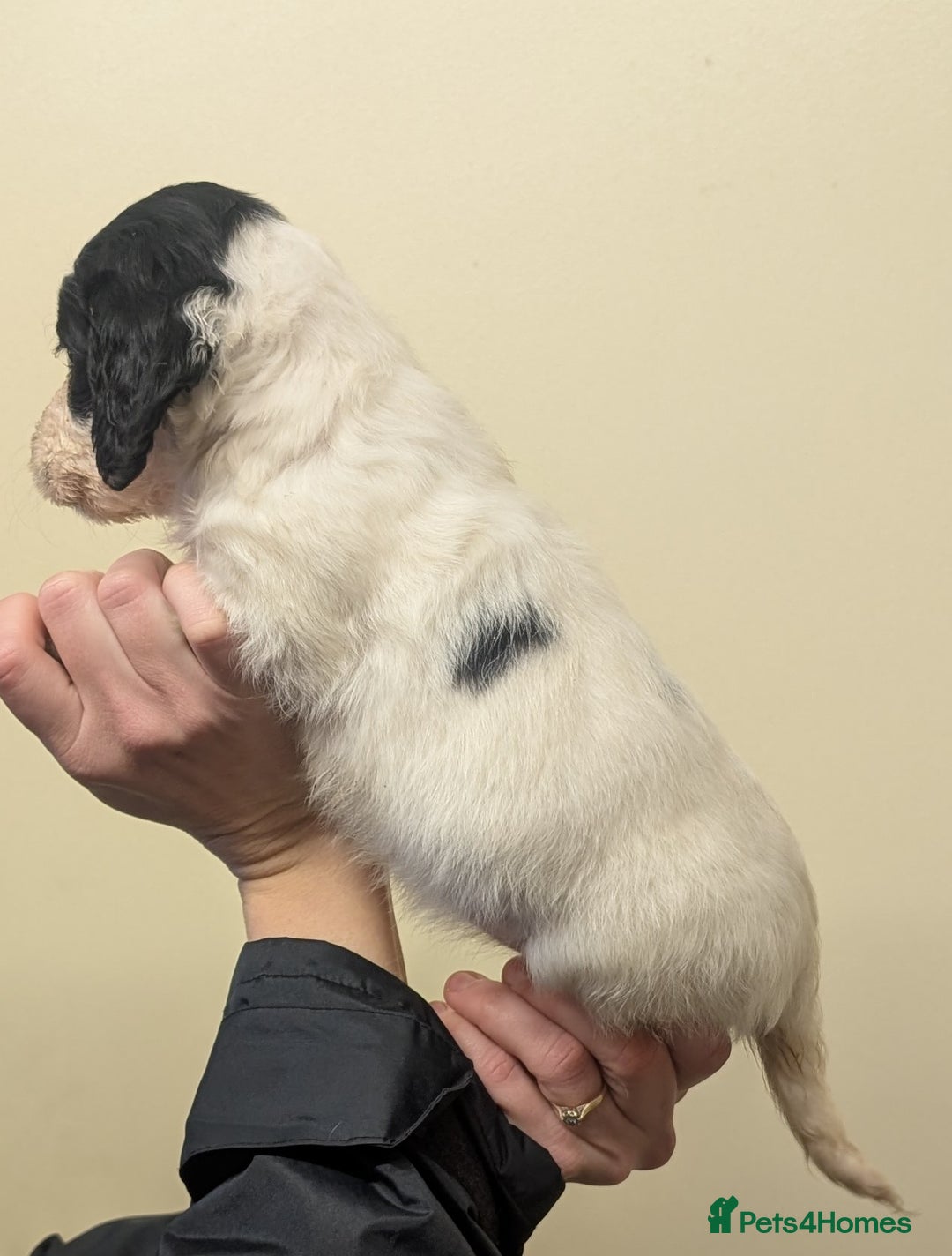 Cocker Spaniel dogs for sale: Cocker spaniel puppies  - Advert 9