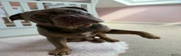 Olde English Bulldogge dogs for stud: ROMEY for stud  - Advert 12