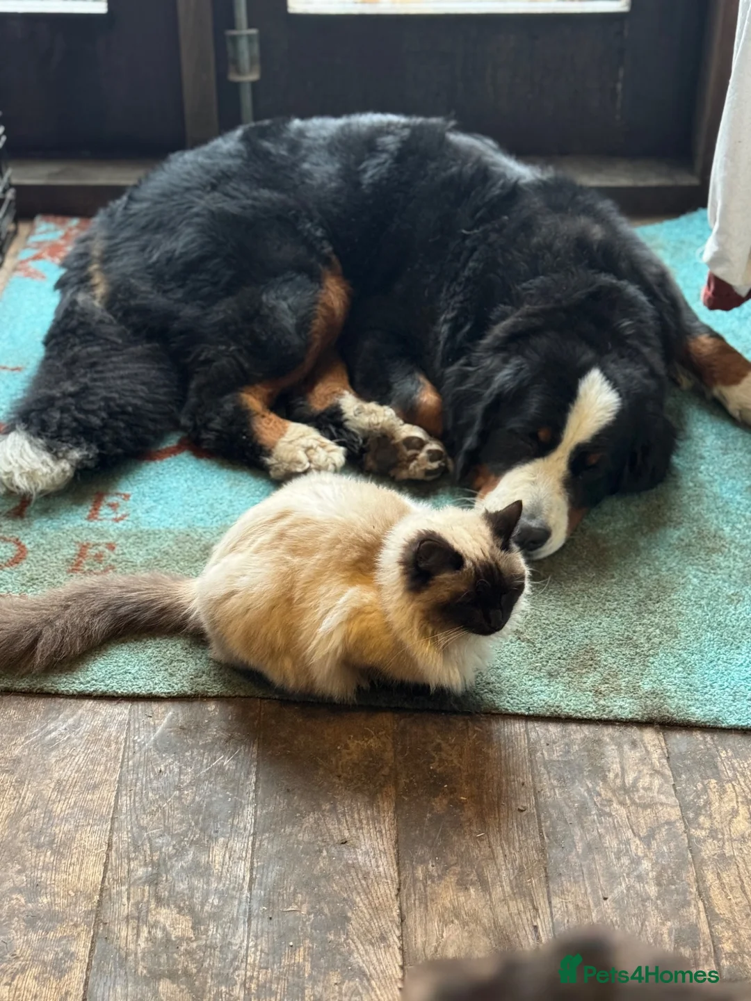 Ragcoon cats for sale: Big Fluffy mixed breed kittens !  - Advert 10