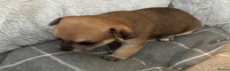Chihuahua dogs for sale:  5 Adorable Chihuahua Puppies 🐾 - Advert 11