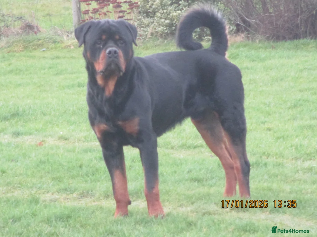 Rottweiler dogs for sale: kc reg young male - Advert 1