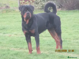 Rottweiler dogs kc reg young male - Advert 2