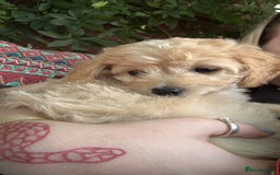 Mixed Breed dogs for sale: Shichon cross dachshund - Image 18