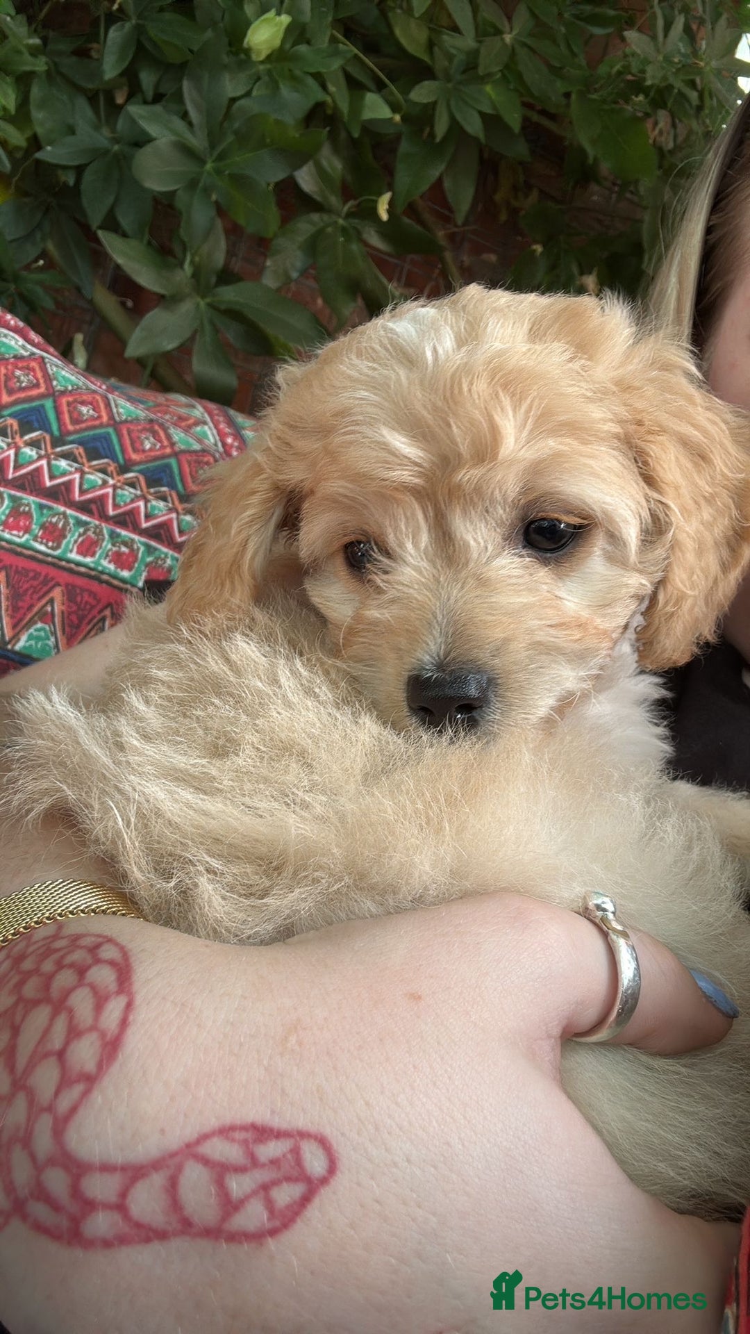 Mixed Breed dogs for sale: Shichon cross dachshund - Image 18