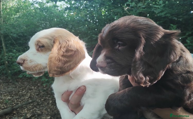 Cocker Spaniel dogs - Advert 14