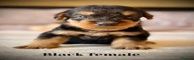 Airedale Terrier 5 reserved 
