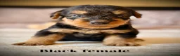 Airedale Terrier dogs for sale: ADORABLE KC REGISTERED AIREDALE PUPS - Advert 17