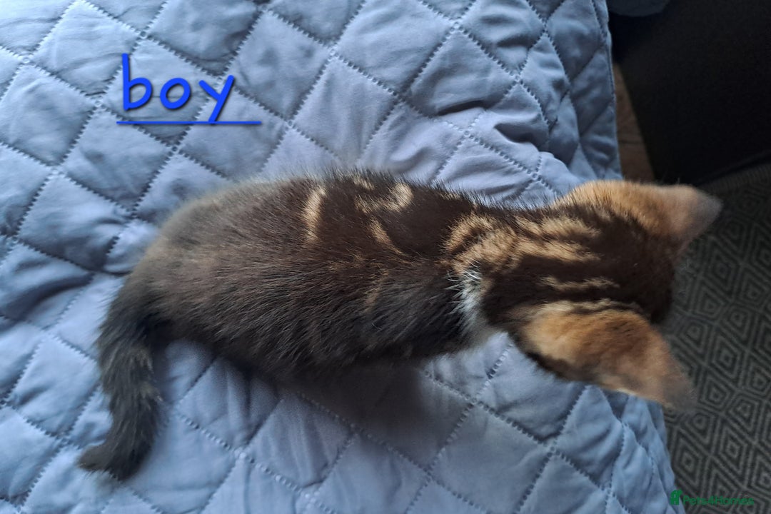 Domestic Shorthair cats for sale: 3 gorgeous kittens for sale - Advert 10