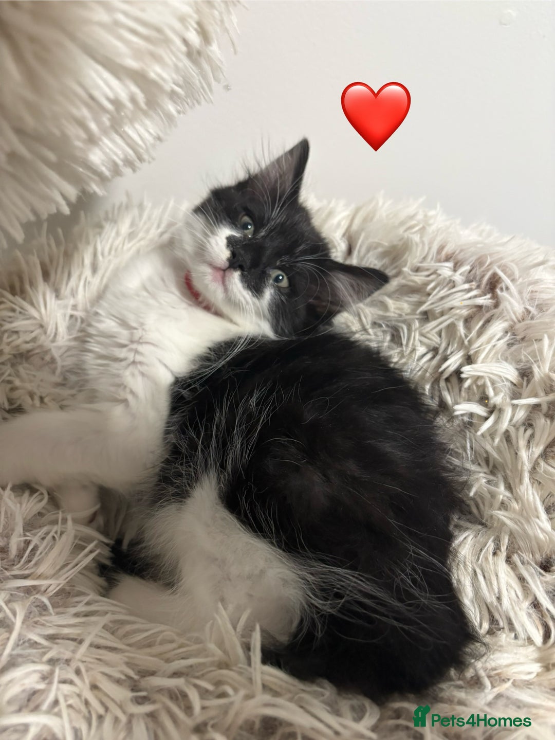 Ragdoll cats for sale: Looking for perfect furry companion? - Advert 17