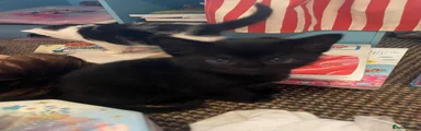 Male one Black 