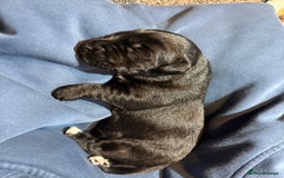 Labrador Retriever dogs for sale: black labradors - Image 6