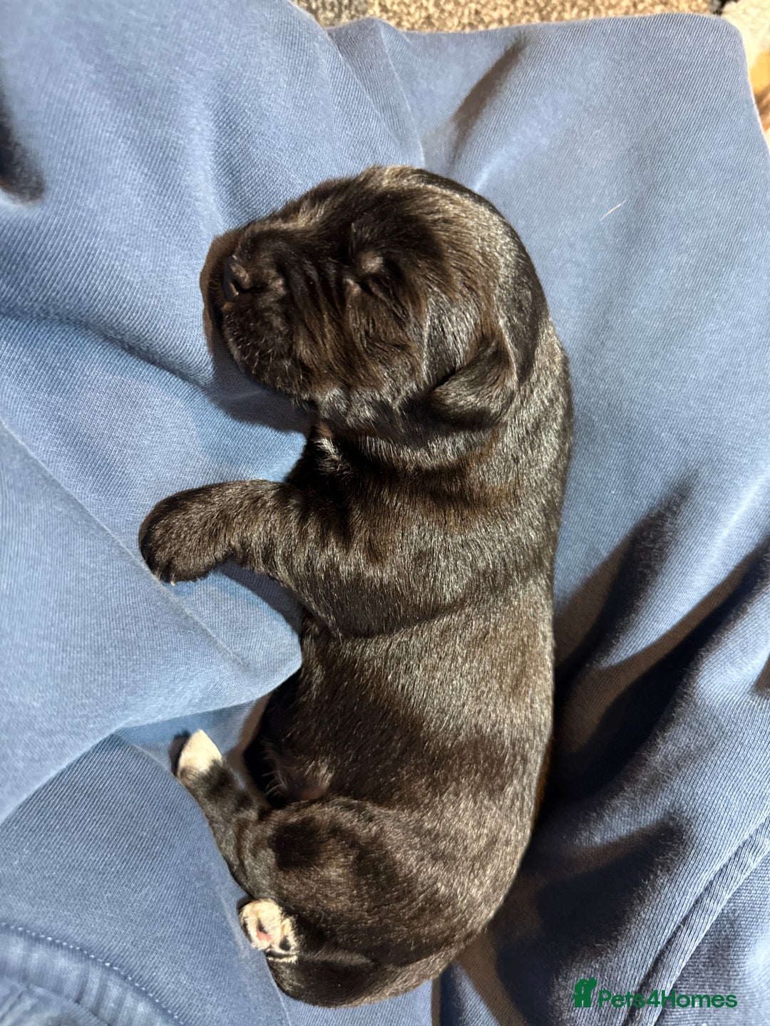Labrador Retriever dogs for sale: black labradors - Image 6