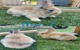 Mini Lion Lop rabbits for sale: mini lion lop rabbits  - Image 4