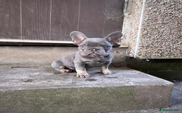 French Bulldog dogs for sale: Miniature French bulldog  - Image 1