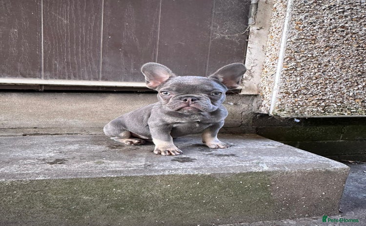 French Bulldog dogs - Advert 13