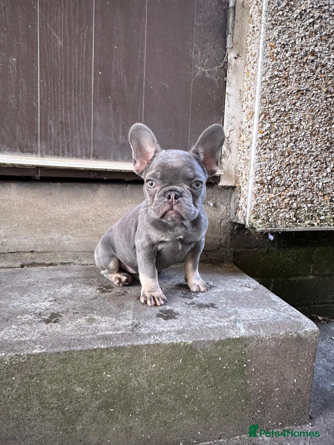 French Bulldog dogs for sale: Miniature French bulldog  - Image 1