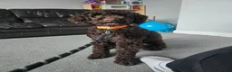 Cockapoo dogs for sale: Male cockapoo 12 months old - Advert 16