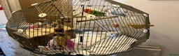Lovebirds birds for sale: Beautiful Pair of Lovebirds- 2 Years Old - Advert 8