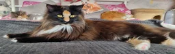 Maine Coon cats for sale: Two sisters looking for 5 star loving homes - Advert 4