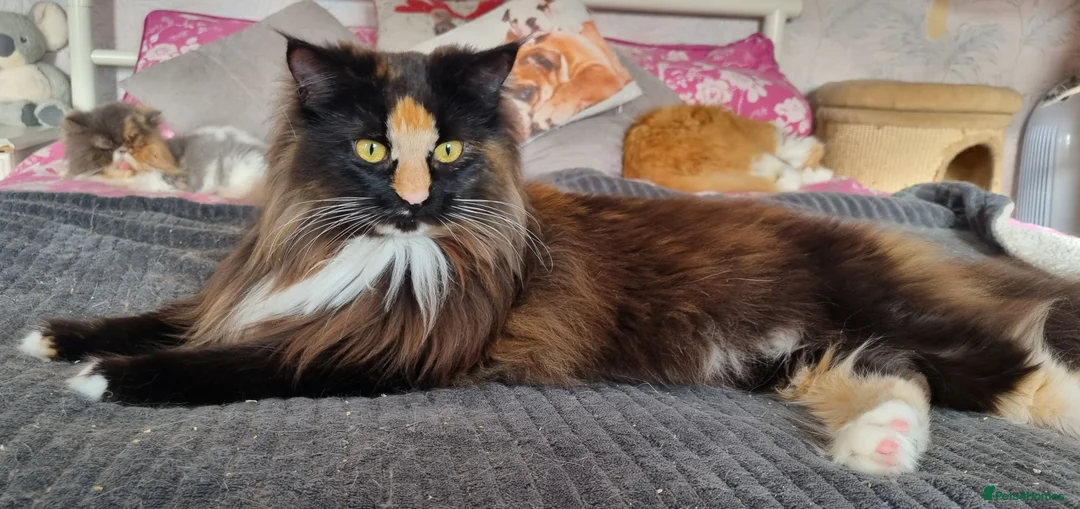 Maine Coon cats for sale: Two sisters looking for 5 star loving homes - Advert 4