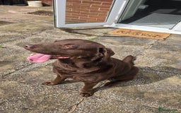 Labrador Retriever dogs for stud: Stud Labrador - Advert 9