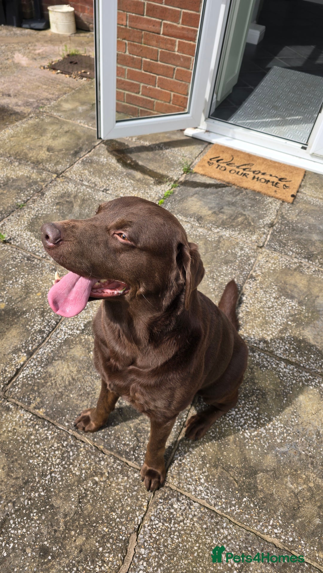 Labrador Retriever dogs for stud: Stud Labrador - Advert 9