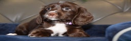 Cocker Spaniel dogs for sale: Kc Reg Health Tested Cocker Spaniel Puppies - Advert 7