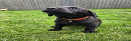 Labrador Retriever dogs for sale: *1 Girl left*Ready to Leave* KC Mam & Dad at home - Advert 18