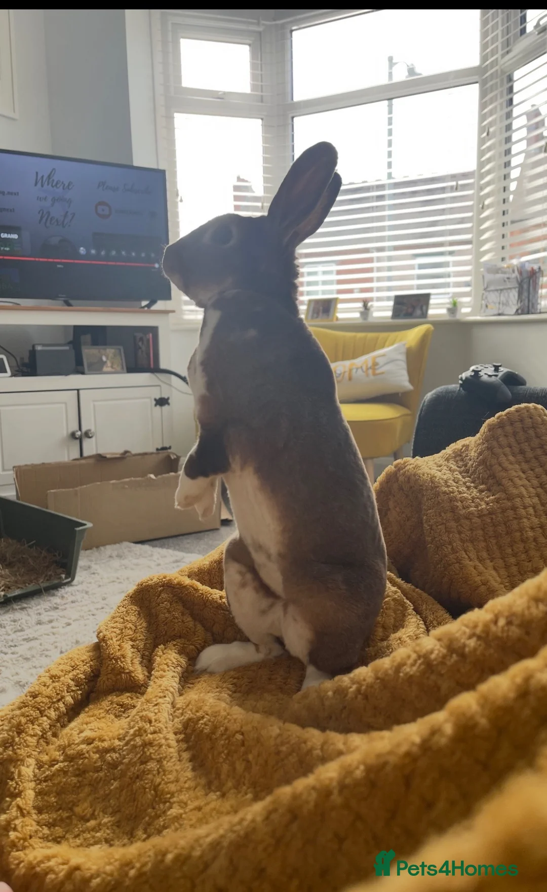 Rex rabbits for sale: Mini Rex (M) for rehoming in Nuneaton - Advert 7