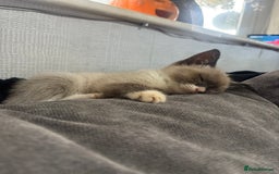 Ragdoll cats for sale: Ragdoll cross  - Advert 3