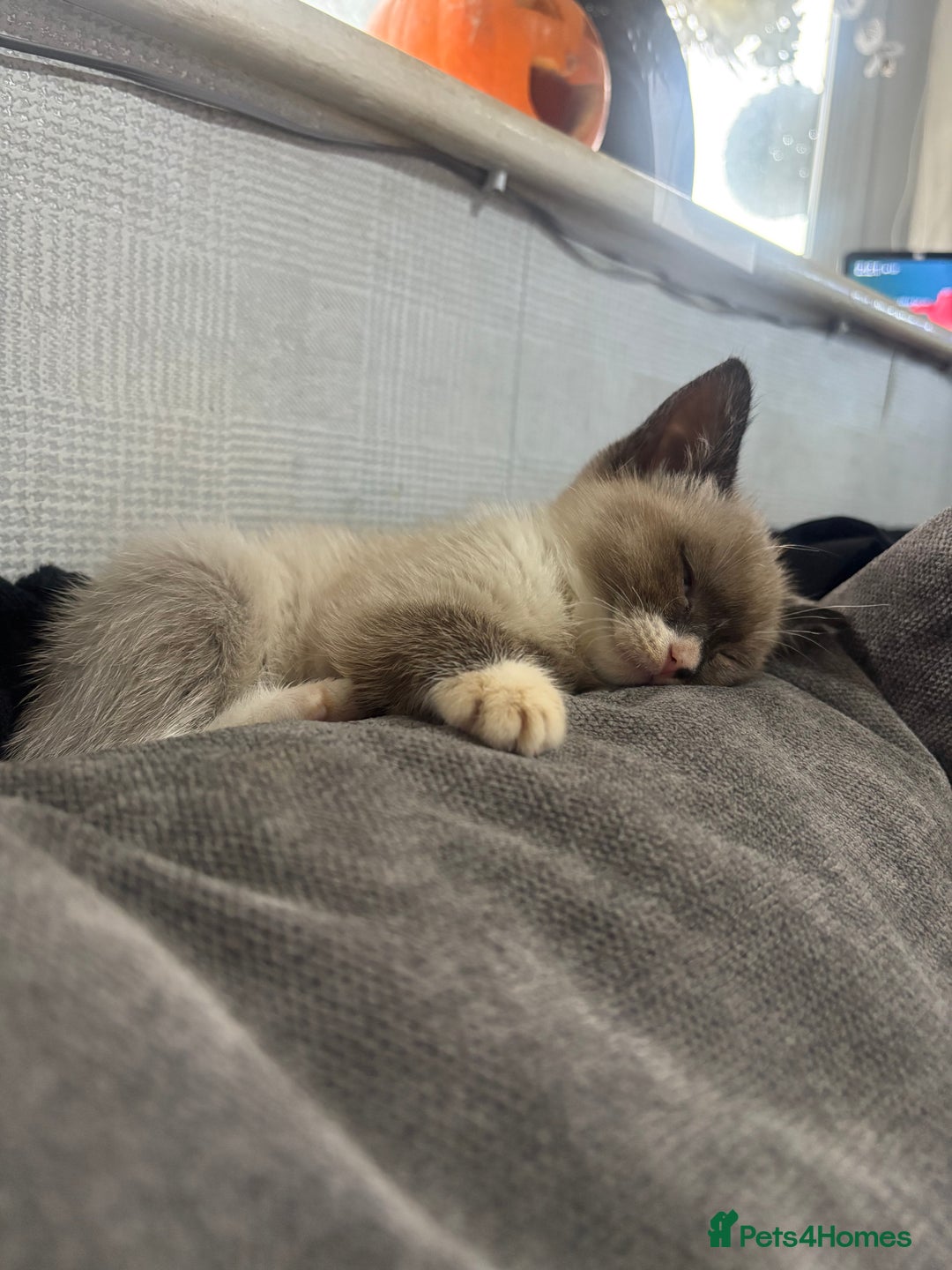 Ragdoll cats for sale: Ragdoll cross  - Advert 3