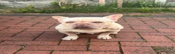 French Bulldog dogs for stud: Platinum French bulldog  in Wrexham - Advert 1