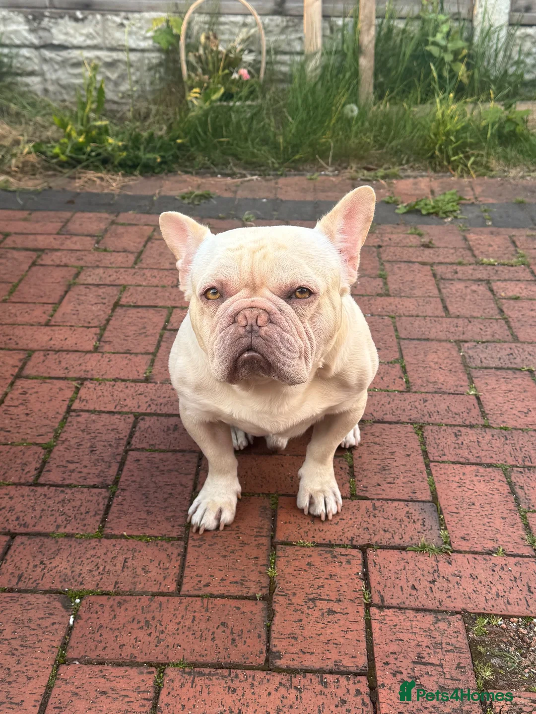 French Bulldog dogs for stud: Platinum French bulldog  in Wrexham - Advert 1
