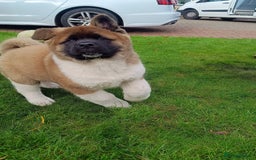 Akita dogs for sale: Beautiful KC registered Akitas  - Image 1