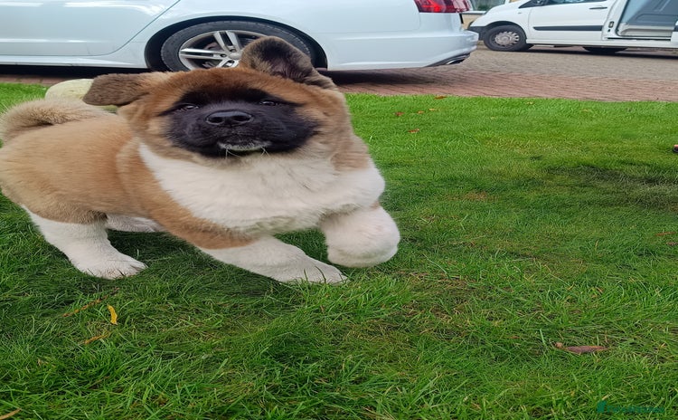 Akita dogs - Advert 1