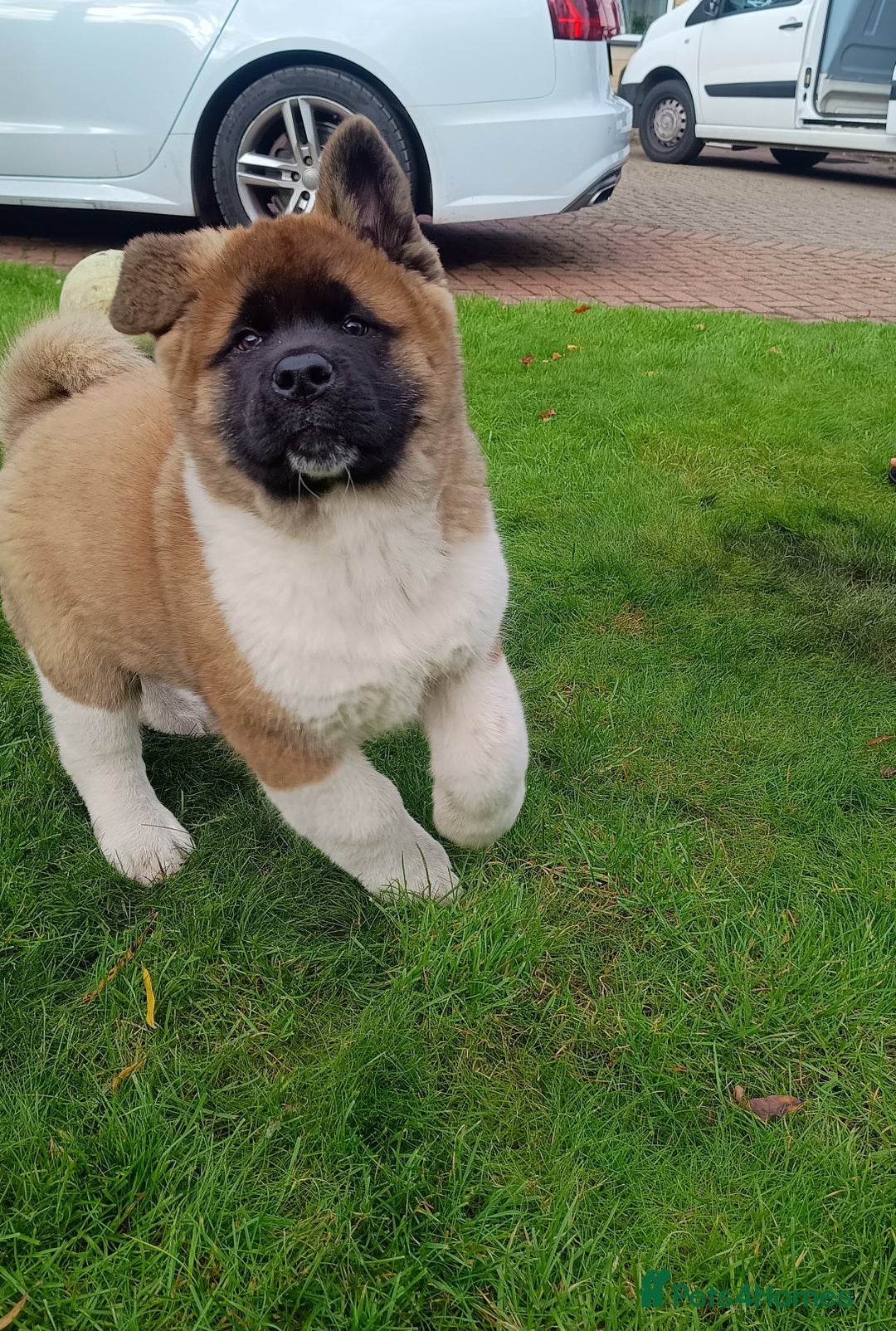 Akita dogs for sale: Beautiful KC registered Akitas  - Image 1