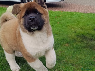 Akita dogs - Advert 2