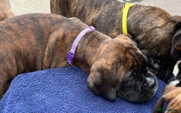 Boxer dogs for sale: READY TO GO - Chunky KC registered Boxer pups - Image 12