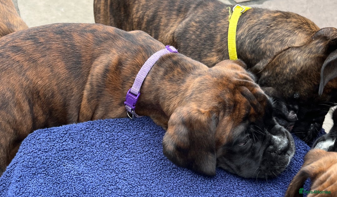 Boxer dogs for sale: READY TO GO - Chunky KC registered Boxer pups - Image 12