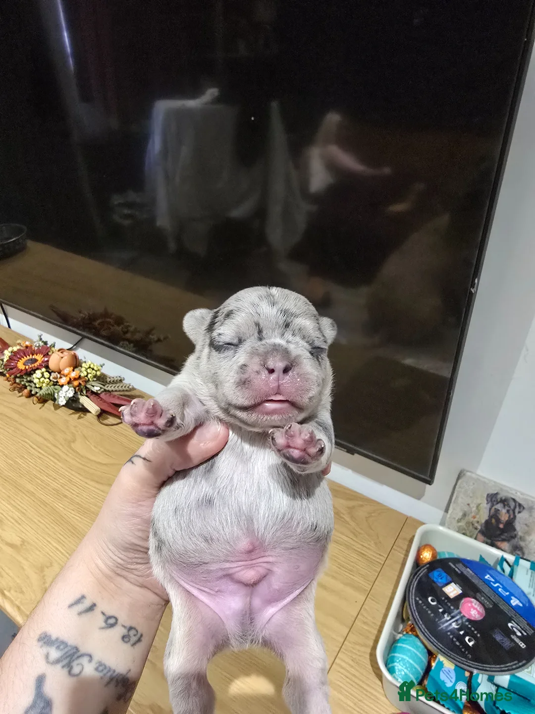 French Bulldog dogs for sale: French bulldog puppies - Advert 2