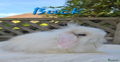 Mini Lop rabbits - Advert 8