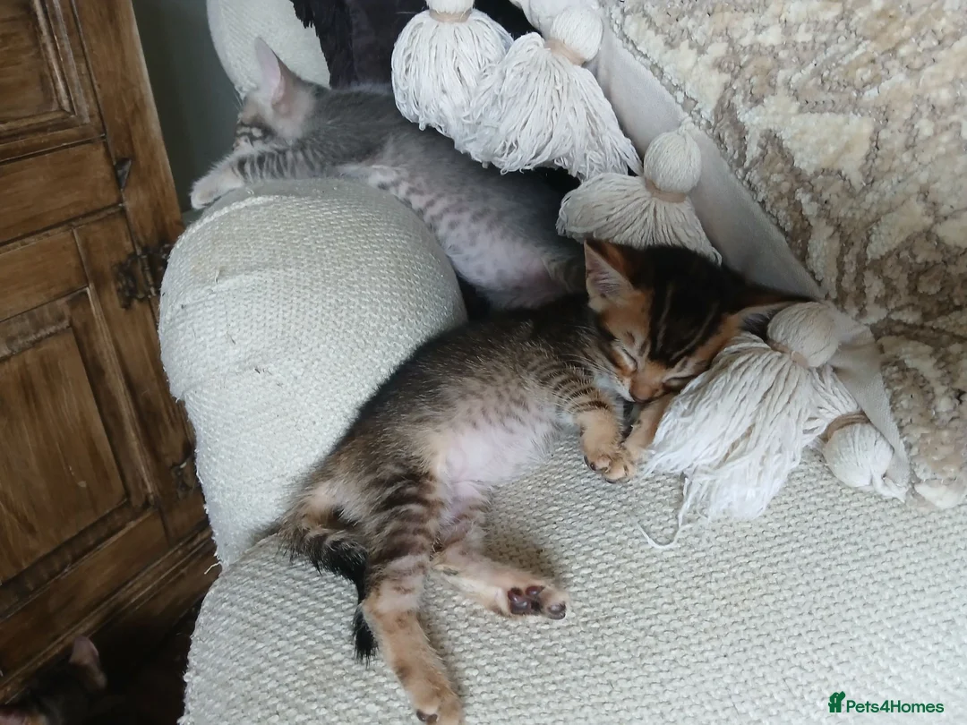 Bengal cats for sale: 3/4 Bengal Kittens  - Advert 10