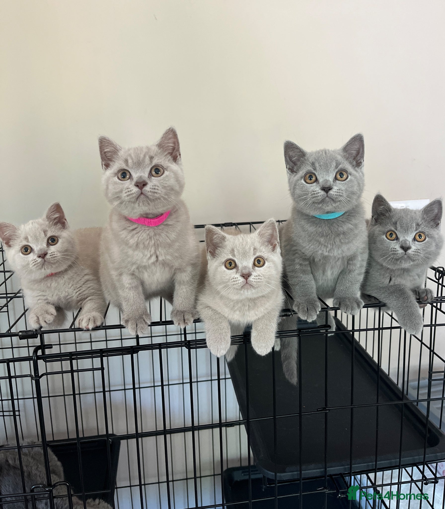 British Shorthair cats Lilac & Blue BSH’s GCCF available in 2 weeks 🩵💜 - Advert 1