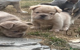 French Bulldog dogs for sale: 7 fluffy French Bulldogs puppies - Image 21