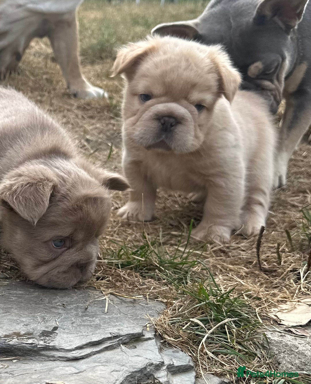 French Bulldog dogs for sale: 7 fluffy French Bulldogs puppies - Image 21