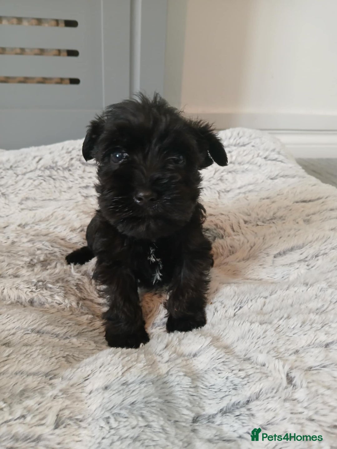 Miniature Schnauzer dogs for stud: KC reg Miniature Schnauzer Proven 'super' Stud  in Cockermouth - Advert 12